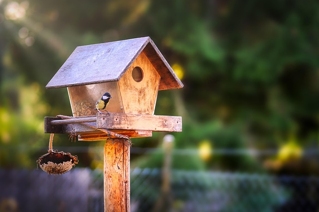 Affordable Bird Feeders for Ground Feeding Birds