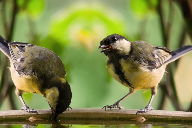 Attract UK Wildbirds: Choosing &amp; Installing Bird Baths