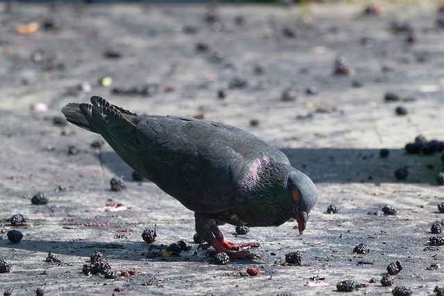Optimise Ground Bird Feeding with UK-Specific Low-Level Feeders