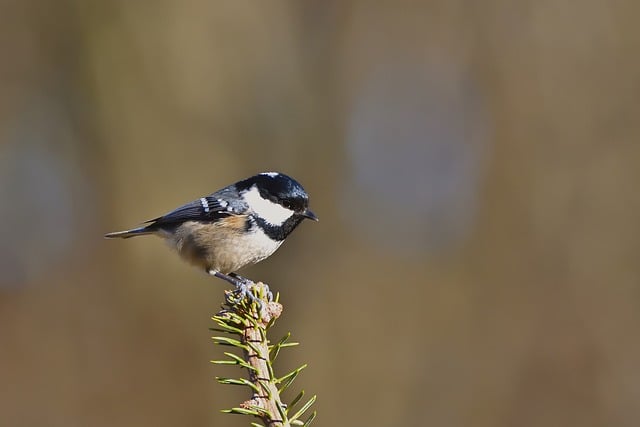 Hanging Suet Ball Feeders: Attract Birds Naturally