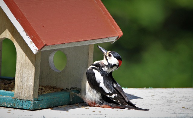 Unveiling Garden Birds' Favourite Foods in the UK