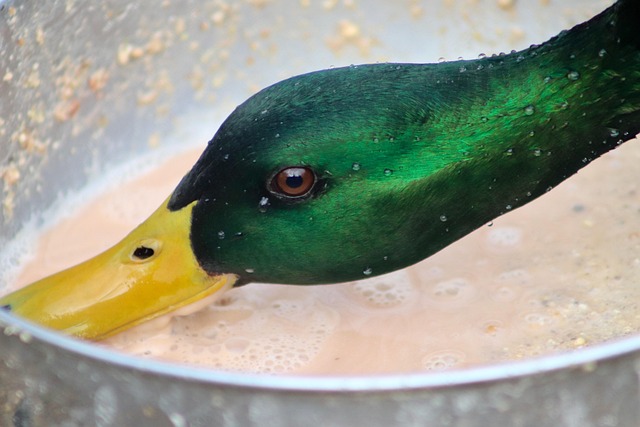 Affordable Bird Feed Options: Cost-Effective UK Choices