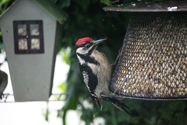 Unleash Bird Bliss: Top UK Wild Seed Choices Revealed