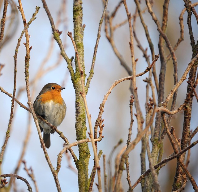 Attract &amp; Nourish Robins: Seed &amp; Fruit Feed Guide
