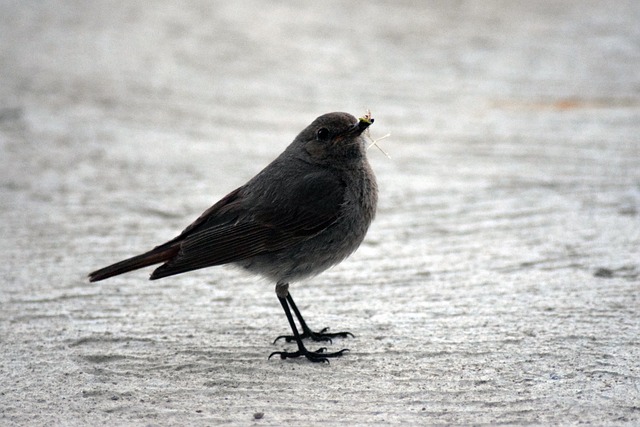 Attract Birds: Best Natural Foods for Optimal Dietary Attraction