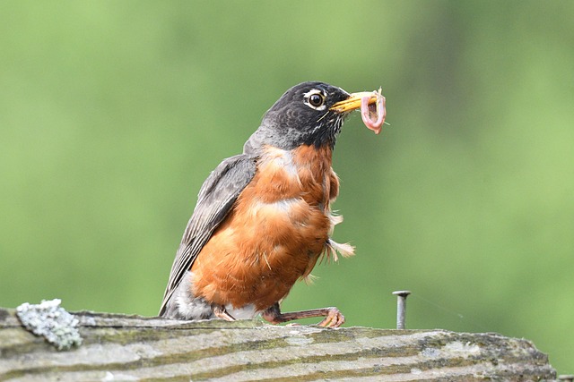 Nurturing Robins: The Power of Robin-Friendly Bird Food Mix