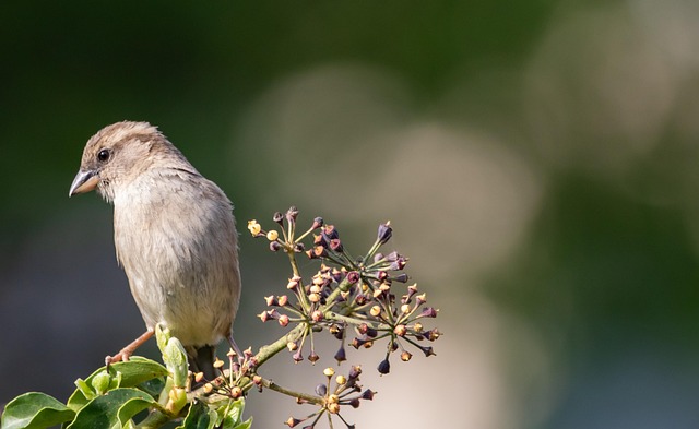 Feeding UK Birds: Summer Diet and Natural Treats