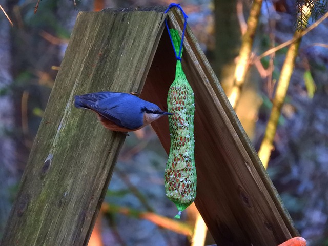 Unleash Savings: Best Price Bird Food Subscription Guide