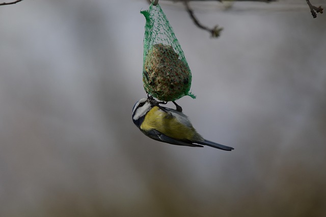 Nourish Garden Birds with High-Quality Sunflower Hearts in Bulk
