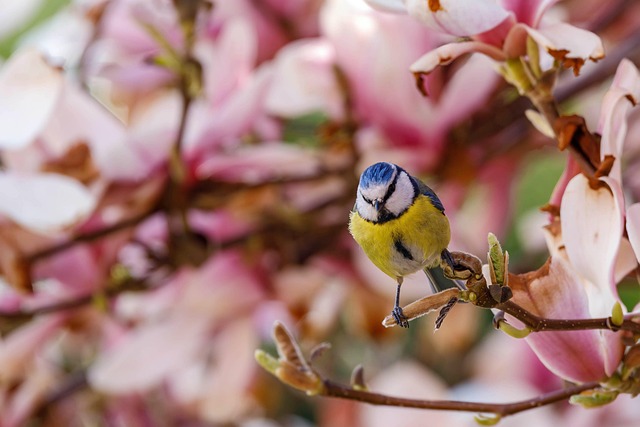 Feeding Wild Birds: The Benefits of Cheap Peanuts