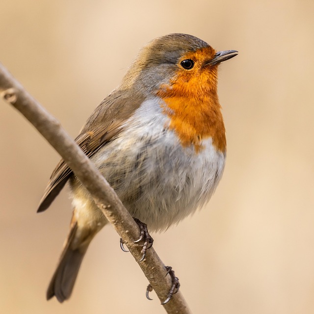 Guide to Buying Safe, Quality Peanuts for Birds Online