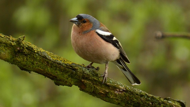 Sunflower Hearts: Nourish Garden Birds Naturally