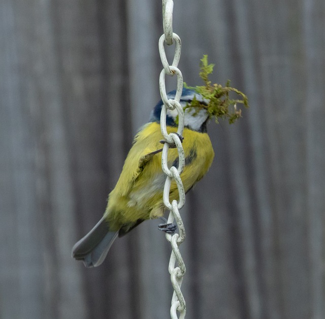 Sunflower Hearts: Ideal Nutrition for Tiny Feathered Friends