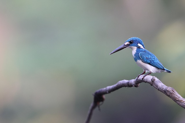 Best Bird Boxes UK: Enhance Habitats &amp; Ecosystems
