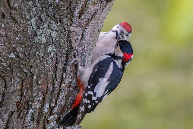 Nourish Autumn Migrants: Top Birds Food in UK