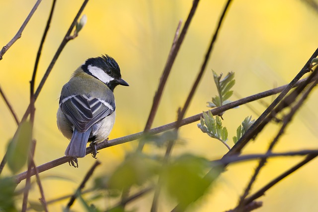 Comparing Top Bird Box Designs for Optimal Safety