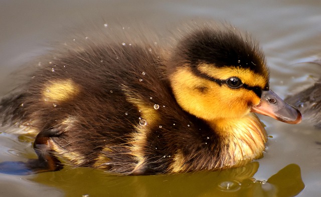 Seasonal Guide: When Birds Stop Nesting in the UK