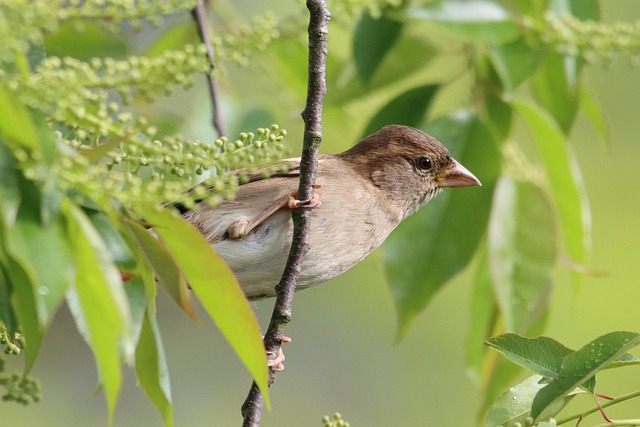 Spring Diet: Best Natural Foods for Migratory Birds