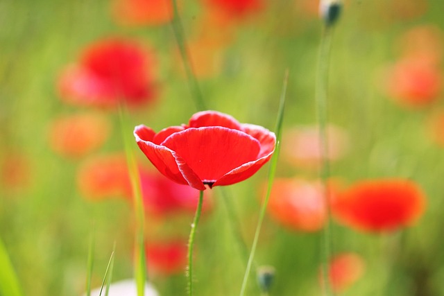 Feeding Wild Birds: UK's Top Natural Foods for a Healthy Diet