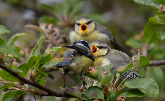 Optimal UK Bird Nutrition: Top Natural Feeders by Season
