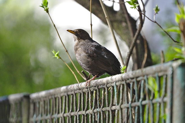 Caged Ground Feeders: Safe Choices for Delicate Birds