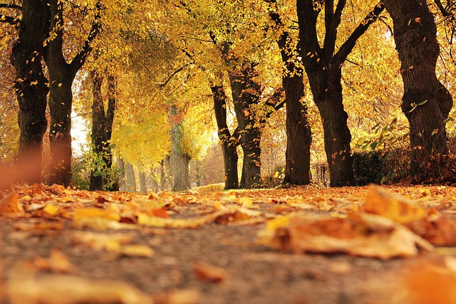 Prepare Autumn Bird Food: Nutritious Meals for Winter Survival