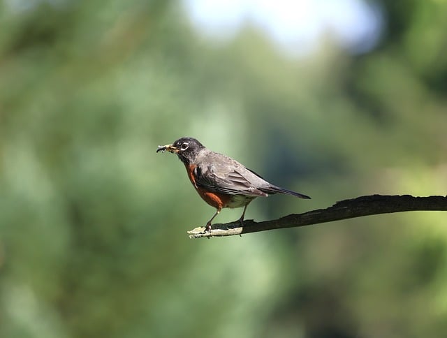 Feeding UK's Wild Birds: Seed Blends and Ecosystem Impact
