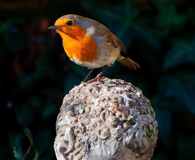 Feeding UK Garden Birds: Suet &amp; Seeds Secrets Unveiled
