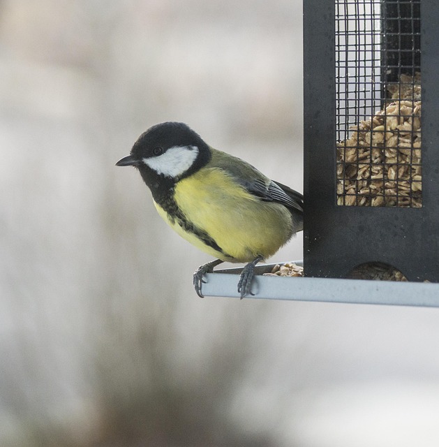 Unlock Convenience: Buy Bird Seed Online via Subscription
