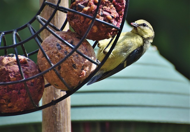 Attract Wild Birds: Seasonal Foods for a Healthy Diet