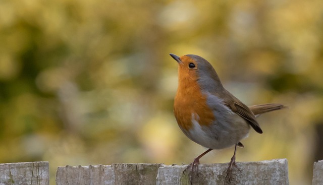 Nourishing Robins Safely: What They Naturally Forage