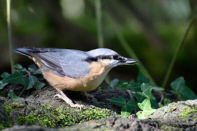 Bulk Bird Seed: Free Home Delivery, Effortless Feasting