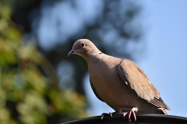 Pigeon Proof Bird Feeders: Natural Solutions for Effective Protection