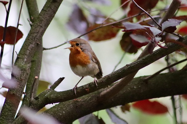 Mealworms: Top Robin Food in the UK for Population Health