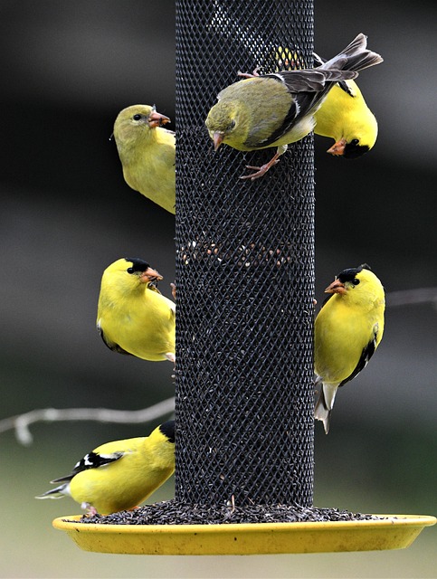 Find Cheapest Sunflower Hearts for Wild Birds Now