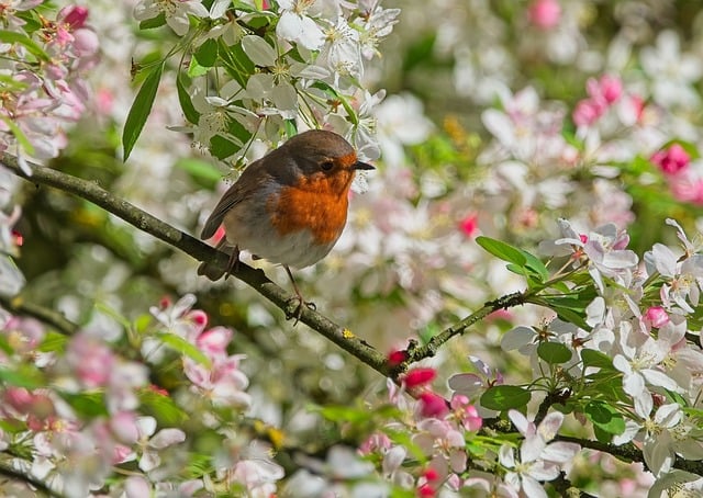 Sunflower Hearts: The Perfect Feed for Small Birds