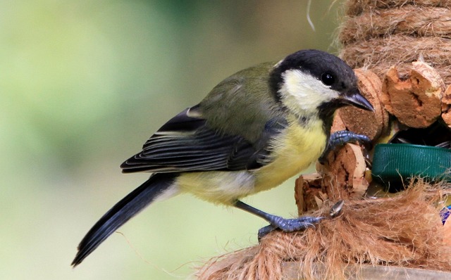 Safely Feed Birds: Buy &amp; Create Peanut-Friendly Gardens Online