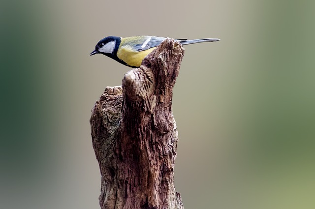 Attract Garden Birds with Top 25kg Peanut Options