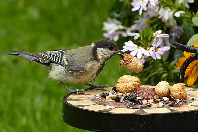 Feeding Birds Year-Round: Safe Peanuts for Garden Birds