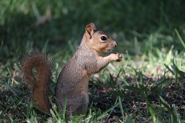 Deter Squirrels: Stop Stealing Bird Food Naturally