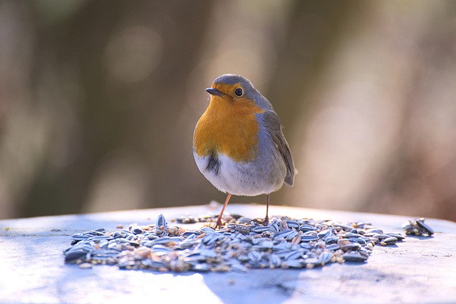 Smart Bulk Buys: Top Tips for Wild Bird Seed Mix