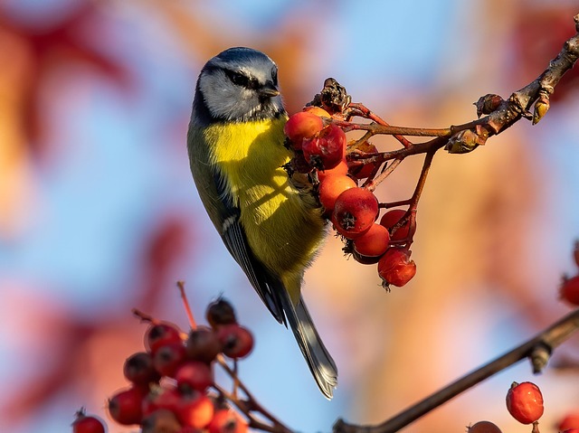 Enhance Bird Nutrition: Natural Mealworm Suet Pellets Guide