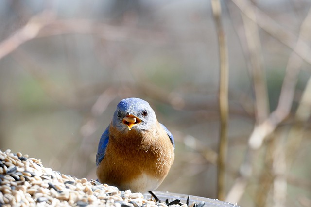 Affordable 25kg Sunflower Hearts: UK Suppliers for Wild Birds