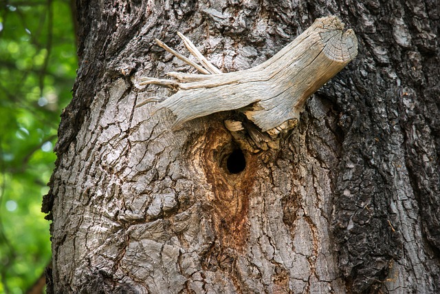 Best Bird Boxes UK: Enhancing Urban Ecosystems for Diverse Avian Habitats