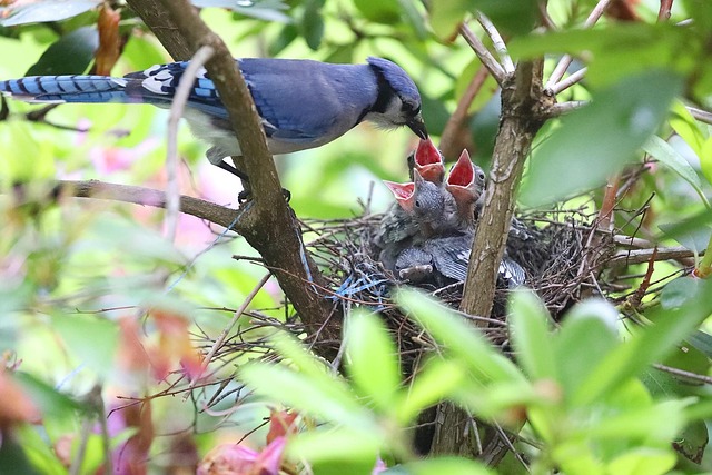Factors Shortening Robin Lifespan in the UK: Tips to Maximize Life Expectancy