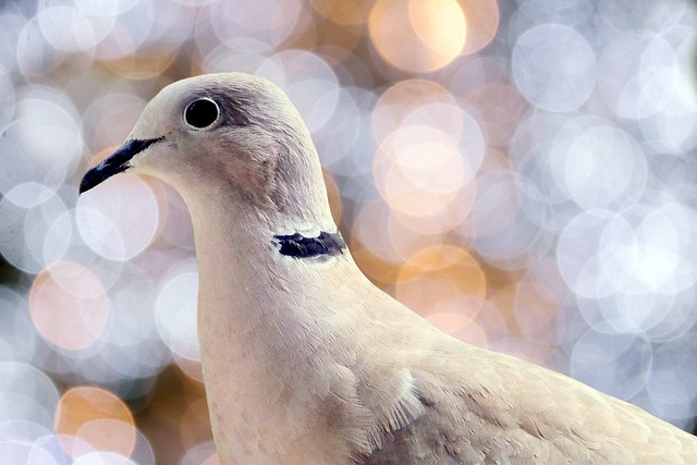 Bulk Buy Wild Bird Food: UK Options &amp; Safety Guide