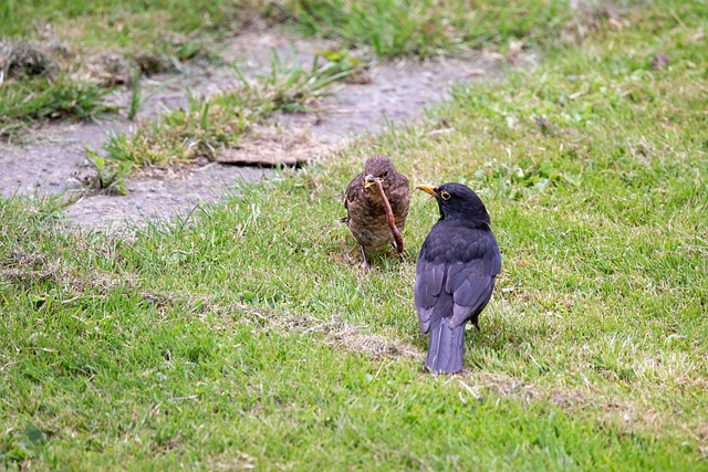 Discover Common Garden Birds: Attract, Feed, and Appreciate