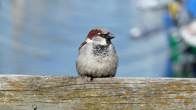 Unveiling UK's Best Spots for Birdwatching: A Year-Round Guide
