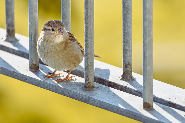 Optimize Your Garden: Select &amp; Set Up Bird Feeding Station