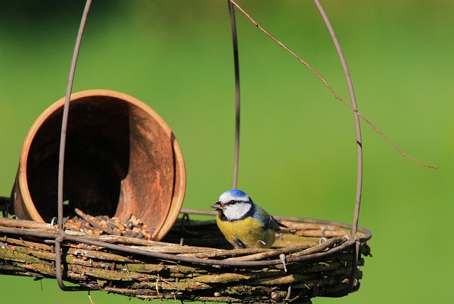 Boost Small Bird Populations with Feeding Stations